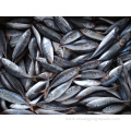 Chinese Fish Trachurus Japonicus Fresh Frozen Horse Mackerel